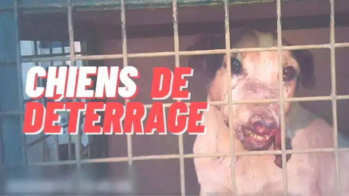 Chiens de deterrage